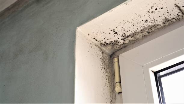 Mold Documentation for Insurance Claims in Napoleon, OH