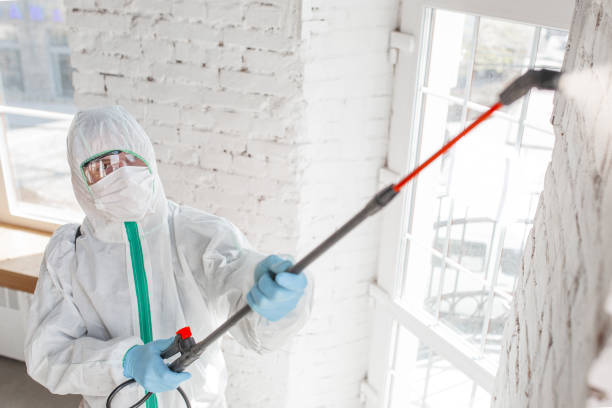 Best Black Mold Removal  in Napoleon, OH