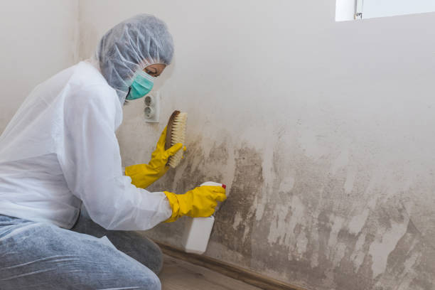 Best Basement Mold Removal  in Napoleon, OH