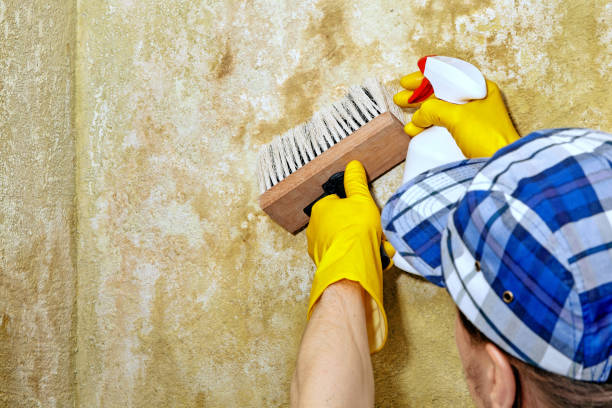 Mold Remediation for Vacation Homes in Napoleon, OH