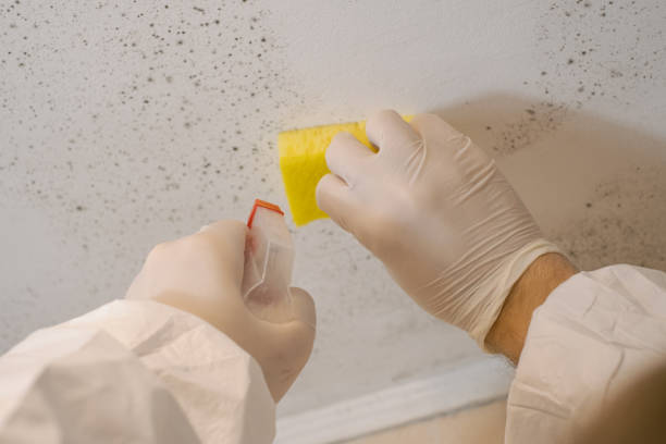 Best Industrial Mold Remediation  in Napoleon, OH