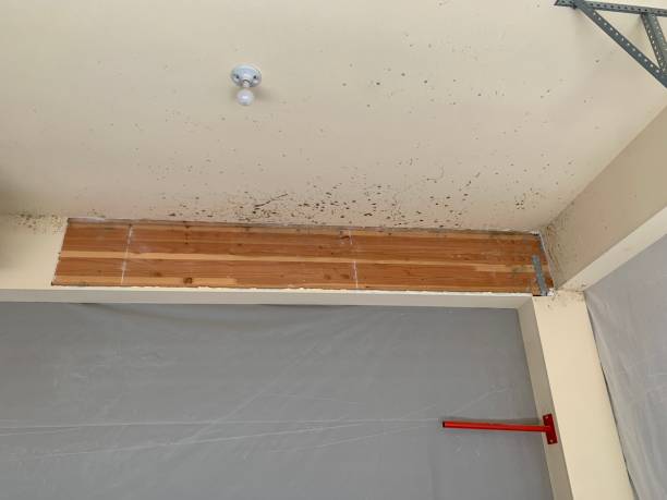 Best Real Estate Mold Inspection  in Napoleon, OH