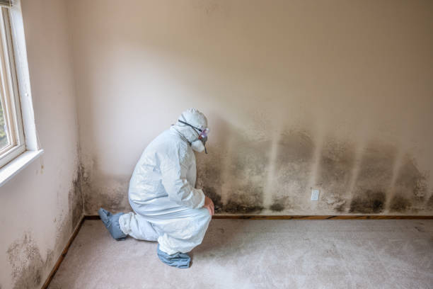 Best Mold Damage Restoration  in Napoleon, OH