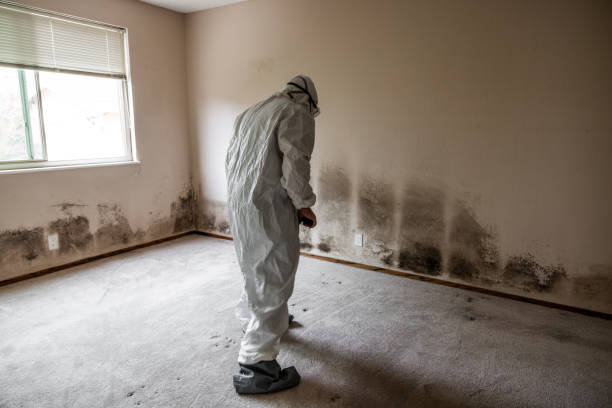 Best Mold Remediation for Healthcare Facilities  in Napoleon, OH